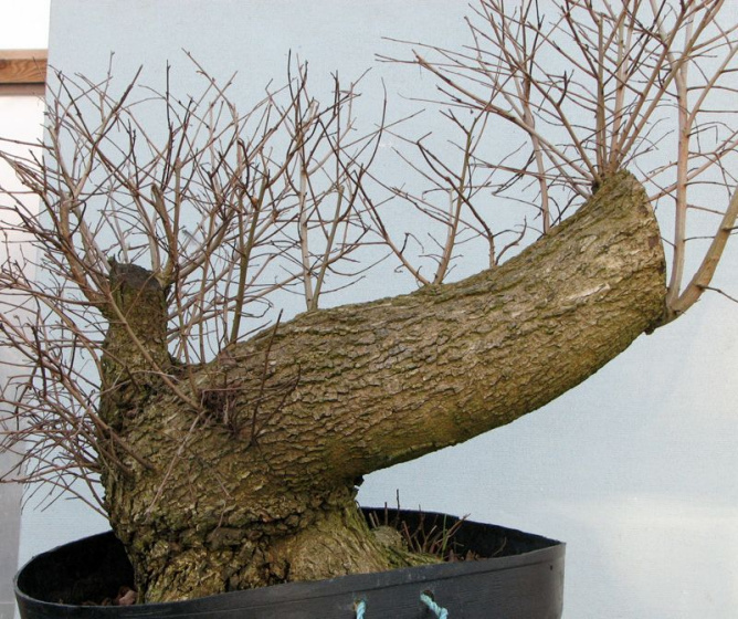 elm bonsai